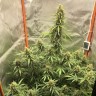 покупка семян конопли Auto Lemon Kix feminised Ganja Seeds покупка семян конопли Auto Lemon Kix feminised Ganja Seeds