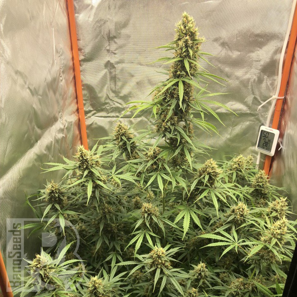 покупка семян конопли Auto Lemon Kix feminised Ganja Seeds покупка семян конопли Auto Lemon Kix feminised Ganja Seeds