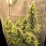 продажа семян конопли Auto Lemon Kix feminised Ganja Seeds продажа семян конопли Auto Lemon Kix feminised Ganja Seeds
