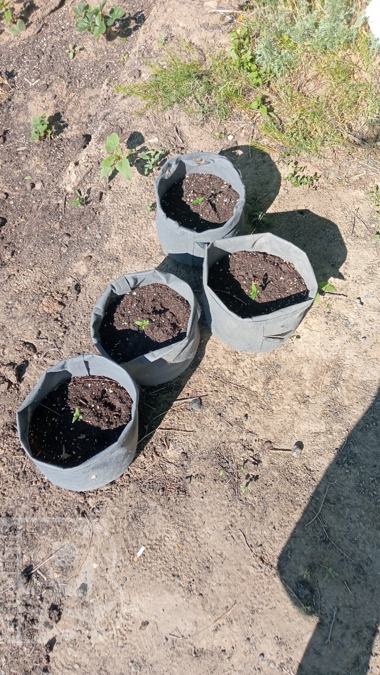 Авто лемон кикс)