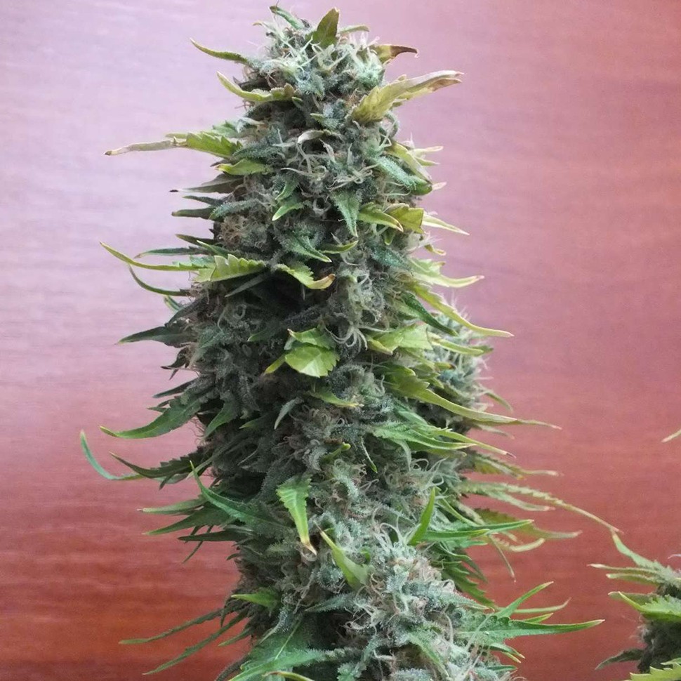 Семена марихуаны  Top Skunk 44 regular Ganja Seeds