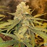 Семена ганжа Auto Irtysh feminised Bang Seeds Семена ганжа Auto Irtysh feminised Bang Seeds