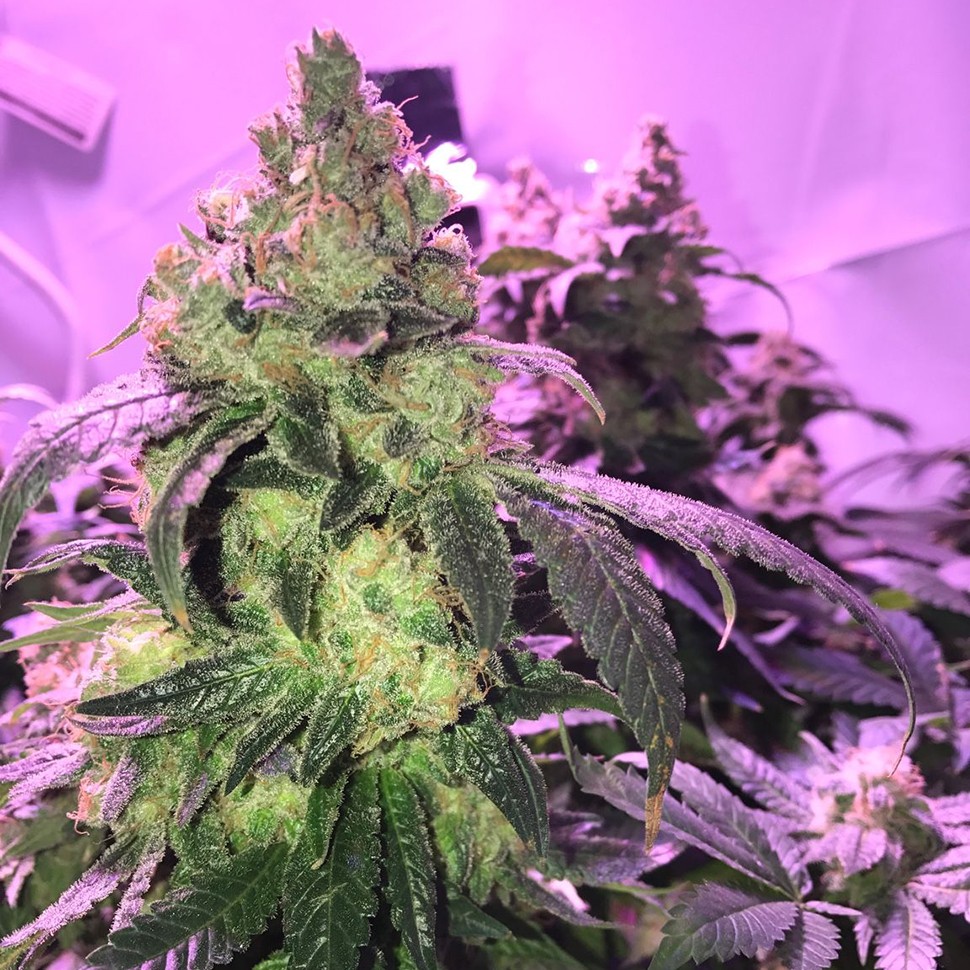 Семена марихуаны Umai feminised Bang Seeds