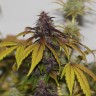 Семена марихуаны Umai feminised Bang Seeds Семена марихуаны Umai feminised Bang Seeds