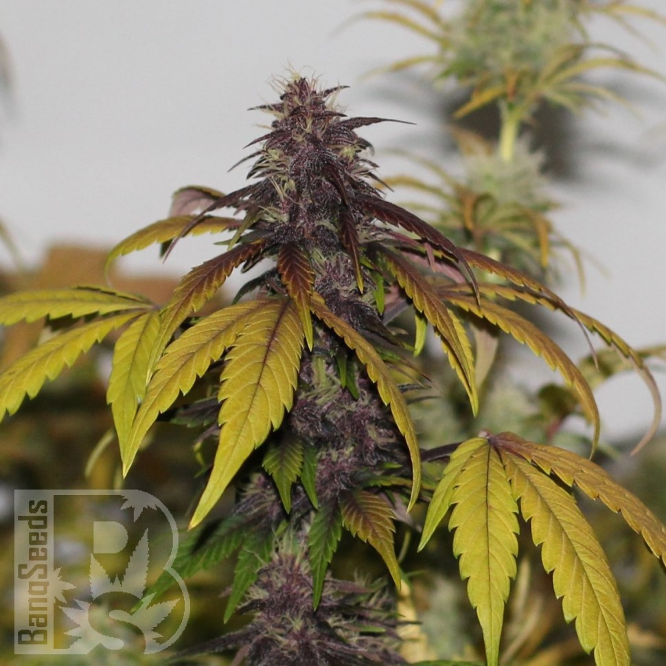 Семена марихуаны Umai feminised Bang Seeds Семена марихуаны Umai feminised Bang Seeds