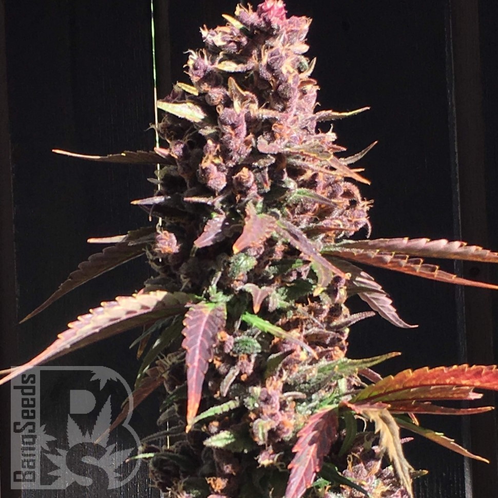 Семена марихуаны Umai feminised Bang Seeds Семена марихуаны Umai feminised Bang Seeds