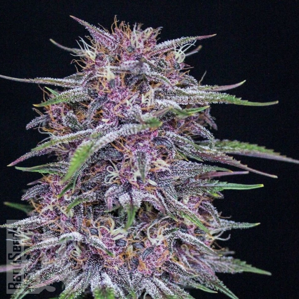 Семена марихуаны Umai feminised Bang Seeds Семена марихуаны Umai feminised Bang Seeds