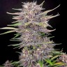 Семена марихуаны Umai feminised Bang Seeds Семена марихуаны Umai feminised Bang Seeds