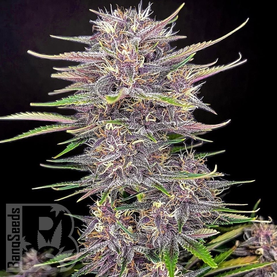 Семена марихуаны Umai feminised Bang Seeds Семена марихуаны Umai feminised Bang Seeds