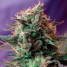 Семена каннабиса Jack 47 feminised Ganja Seeds Семена каннабиса Jack 47 feminised Ganja Seeds