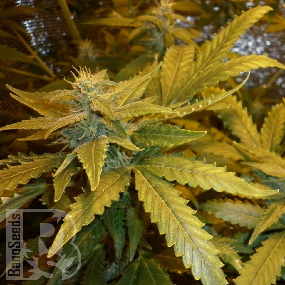 Семена Auto Maxi GoM feminised Ganja Seeds