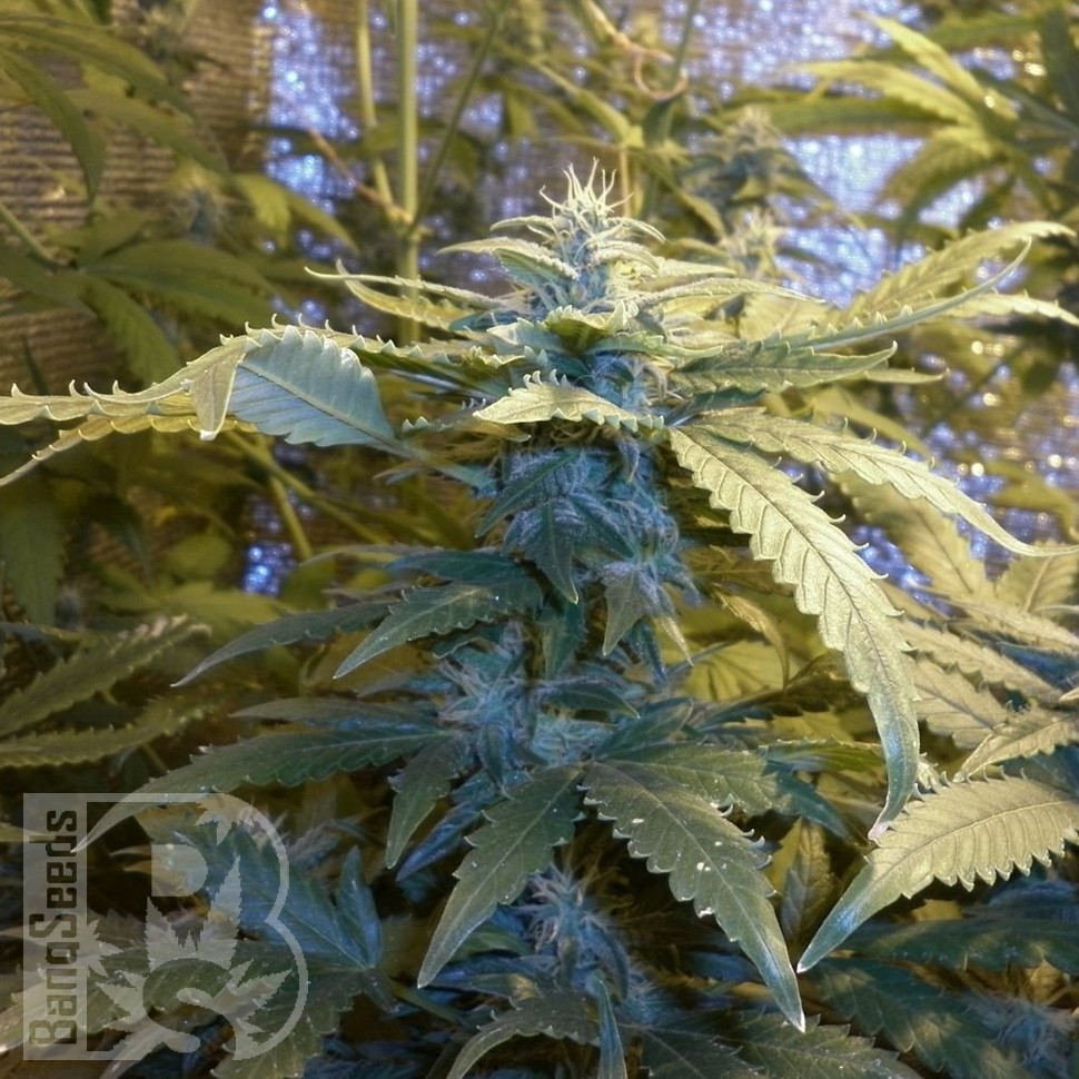 автоцветущие семена конопли Auto Maxi GoМ feminised автоцветущие семена конопли Auto Maxi GoМ feminised