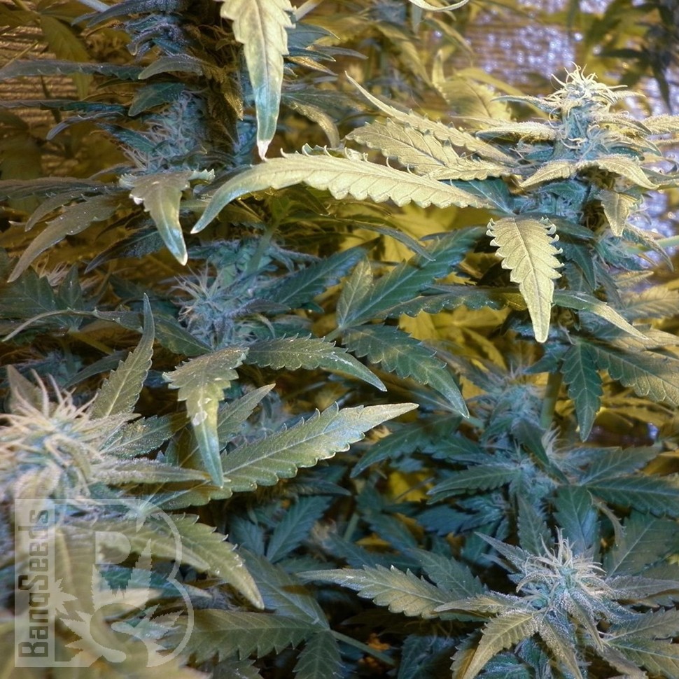 семена конопли в фирменной упаковке Auto Maxi GoМ feminised семена конопли в фирменной упаковке Auto Maxi GoМ feminised