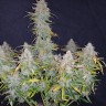 Jet 47 feminised Ganja Seeds Jet 47 feminised Ganja Seeds