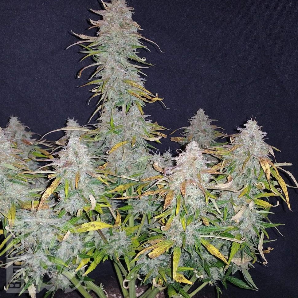 Jet 47 feminised Ganja Seeds Jet 47 feminised Ganja Seeds