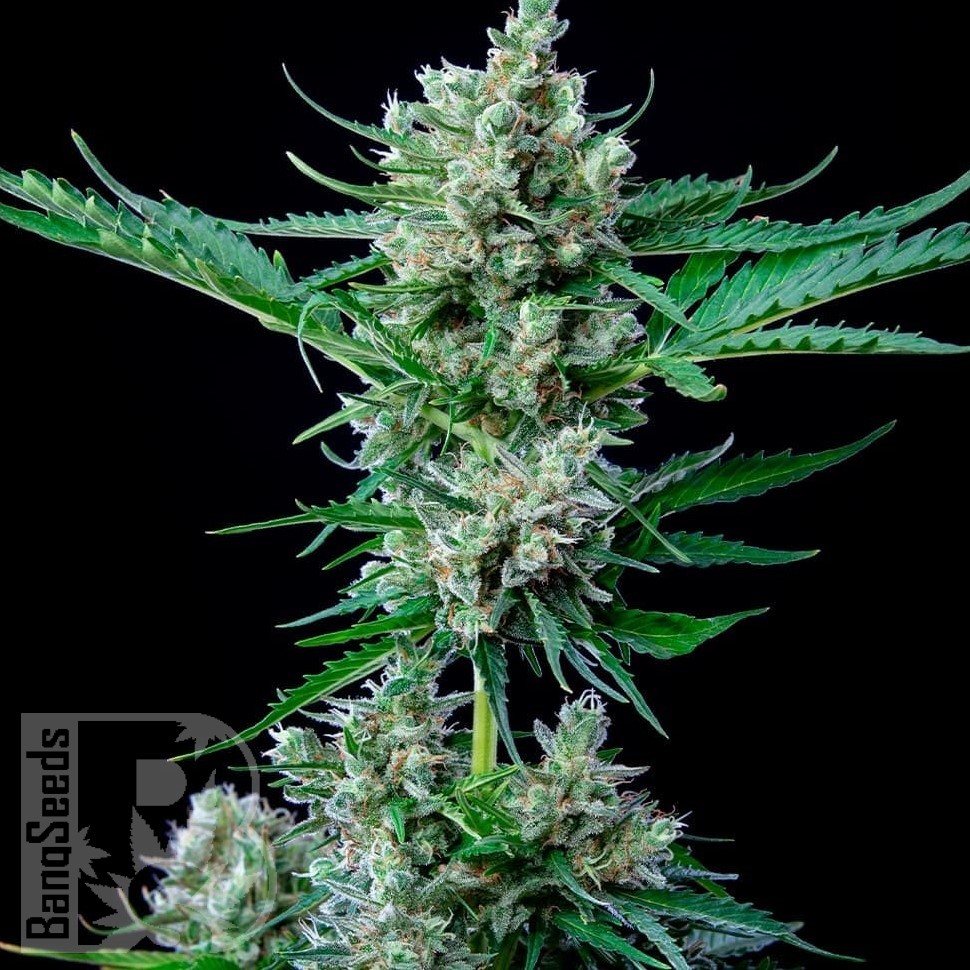 Jet 47 feminised Ganja Seeds Jet 47 feminised Ganja Seeds