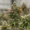 нужны семена конопли Auto Skywalker OG feminised Ganja Seeds нужны семена конопли Auto Skywalker OG feminised Ganja Seeds