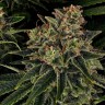 доставка семян конопли Auto Skywalker OG feminised Ganja Seeds доставка семян конопли Auto Skywalker OG feminised Ganja Seeds