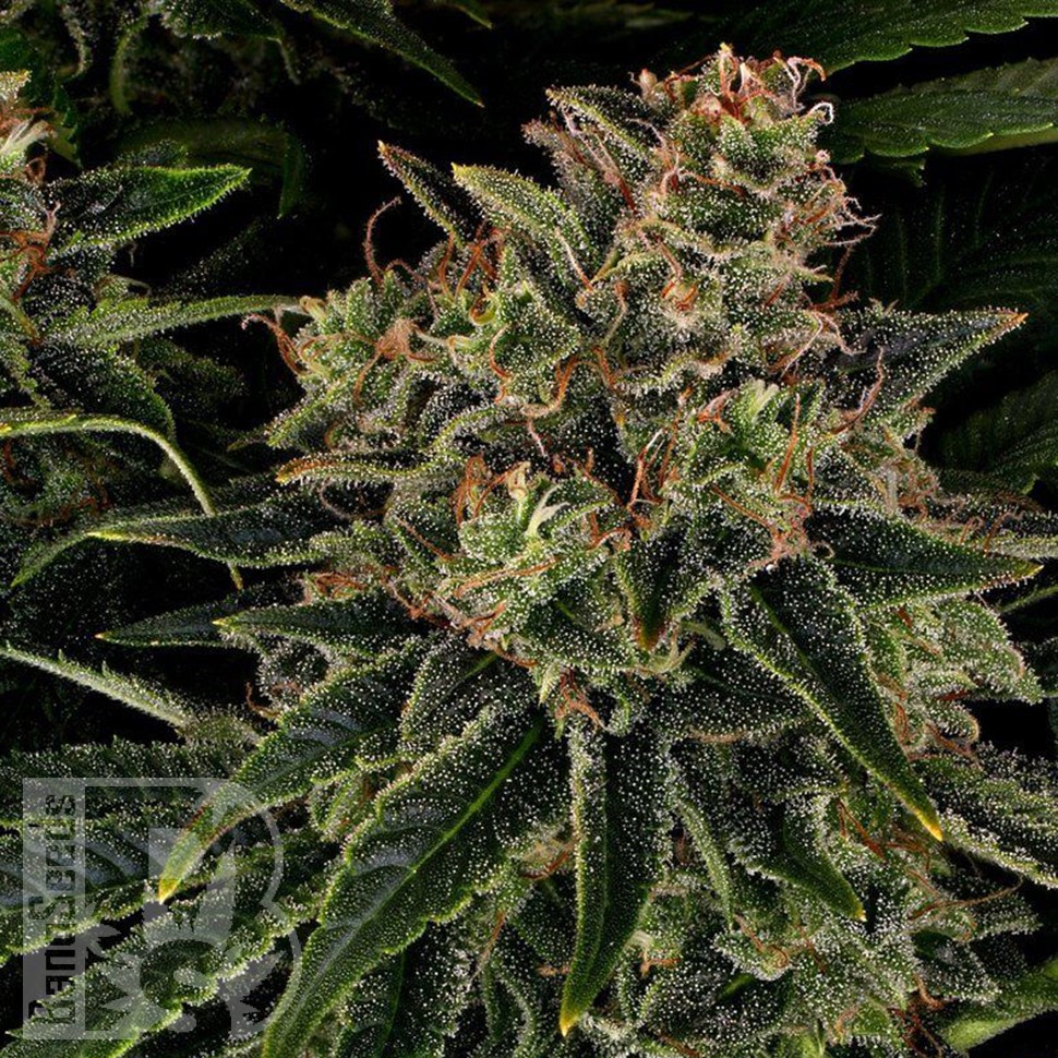 доставка семян конопли Auto Skywalker OG feminised Ganja Seeds доставка семян конопли Auto Skywalker OG feminised Ganja Seeds