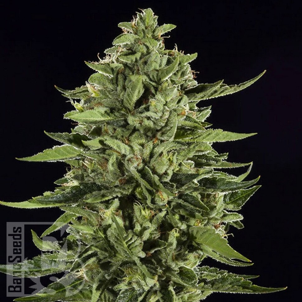 магазин семян конопли купить Auto Skywalker OG feminised Ganja Seeds магазин семян конопли купить Auto Skywalker OG feminised Ganja Seeds