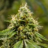 семена конопли польза Auto Skywalker OG feminised Ganja Seeds семена конопли польза Auto Skywalker OG feminised Ganja Seeds