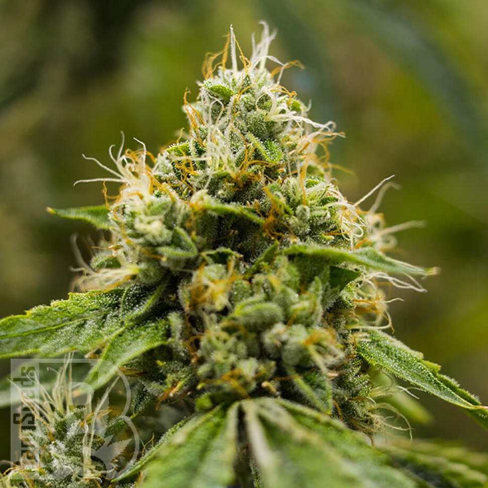 семена конопли польза Auto Skywalker OG feminised Ganja Seeds семена конопли польза Auto Skywalker OG feminised Ganja Seeds