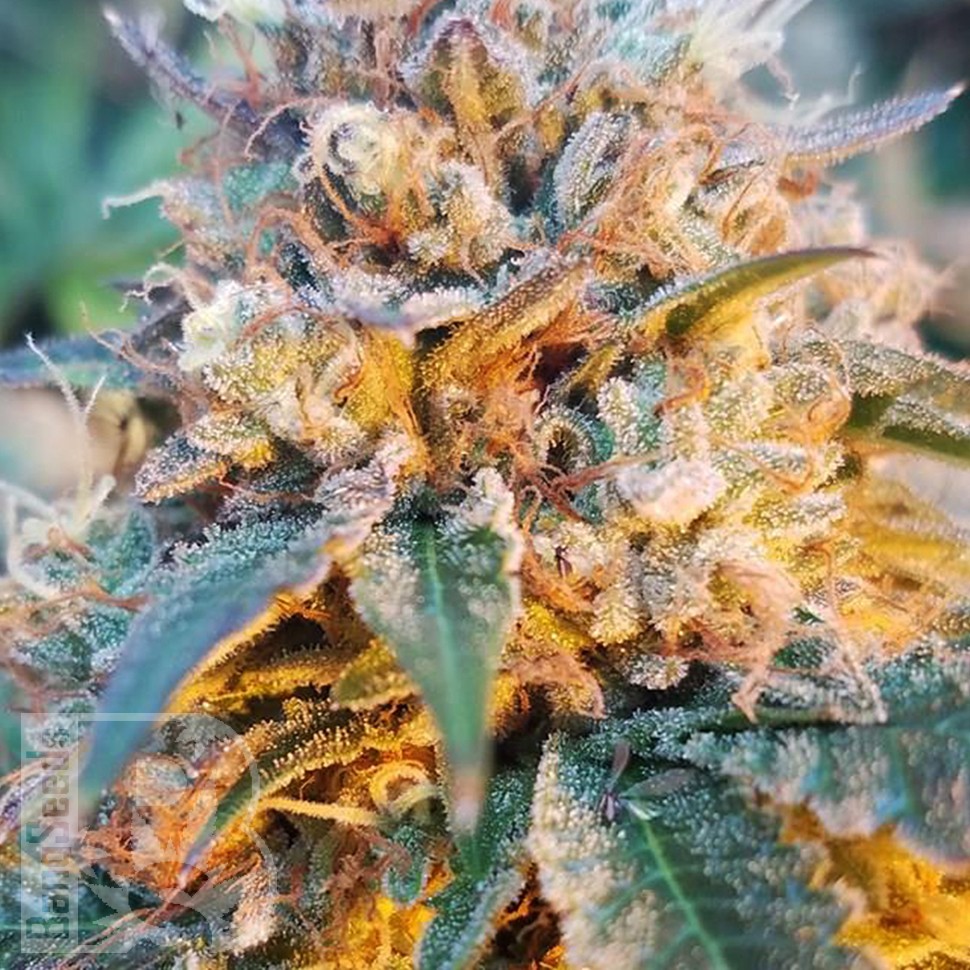 семена конопли можно Auto Skywalker OG feminised Ganja Seeds семена конопли можно Auto Skywalker OG feminised Ganja Seeds