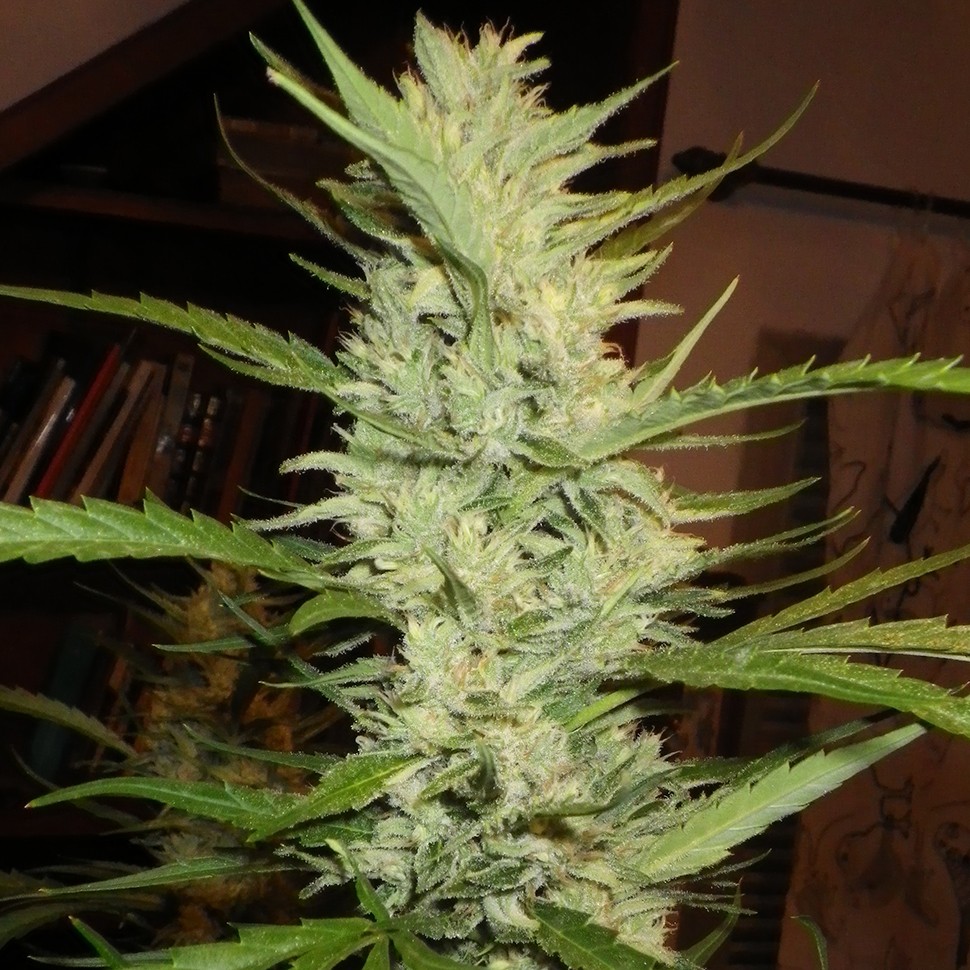 Семена ганжа Super Lemon Haze feminised Ganja Seeds