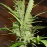 купить семена конопли медицинской Super Lemon Haze feminised купить семена конопли медицинской Super Lemon Haze feminised