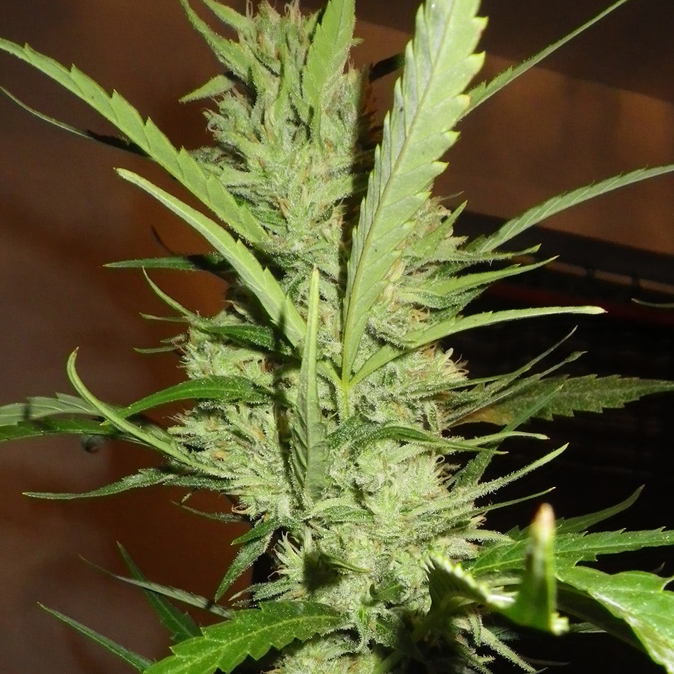 купить семена конопли медицинской Super Lemon Haze feminised купить семена конопли медицинской Super Lemon Haze feminised