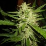 купить семена конопли для курения Super Lemon Haze feminised купить семена конопли для курения Super Lemon Haze feminised