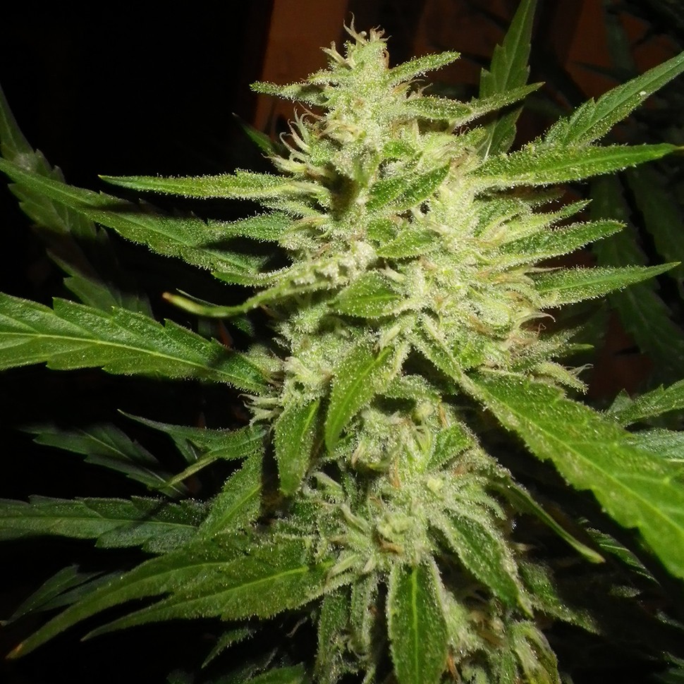 купить семена конопли для курения Super Lemon Haze feminised купить семена конопли для курения Super Lemon Haze feminised