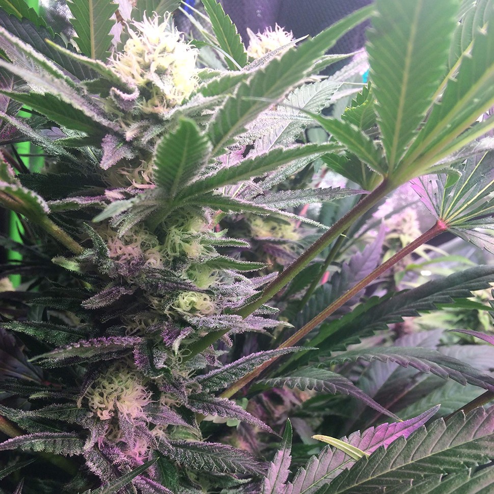 заказать на сайте семена конопли Lemon Kush reg заказать на сайте семена конопли Lemon Kush reg