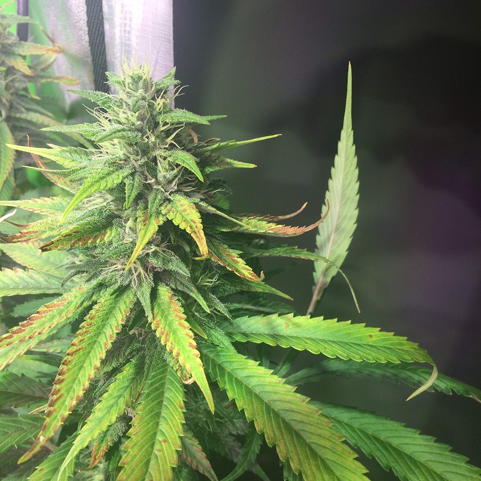 где можно заказать семена конопли Lemon Kush reg где можно заказать семена конопли Lemon Kush reg