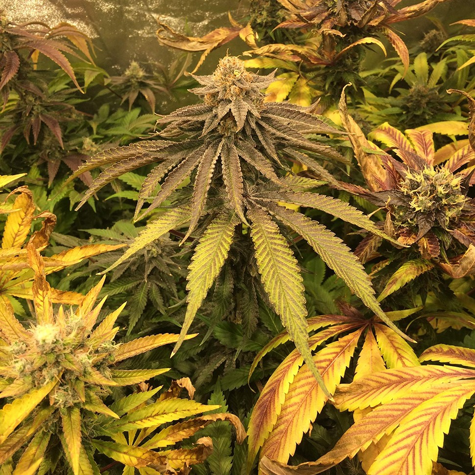 купить урожайные семена конопли Lemon Kush reg купить урожайные семена конопли Lemon Kush reg