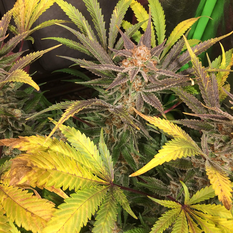 купить качественные семена конопли Lemon Kush reg купить качественные семена конопли Lemon Kush reg