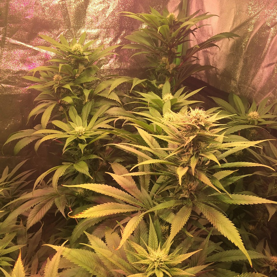 купить семена сортовой конопли Lemon Kush reg купить семена сортовой конопли Lemon Kush reg