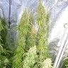 Семена каннабиса Lennon feminised Ganja Seeds Семена каннабиса Lennon feminised Ganja Seeds
