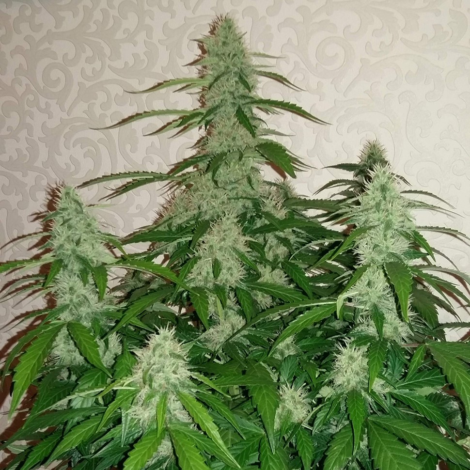 Семена Auto Nefertiti feminised Ganja Seeds