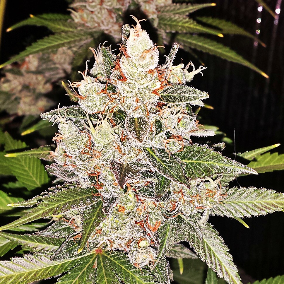 Семена Sour Diesel feminised Ganja Seeds