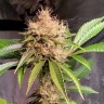 Семена Sour Diesel feminised Ganja Seeds Семена Sour Diesel feminised Ganja Seeds