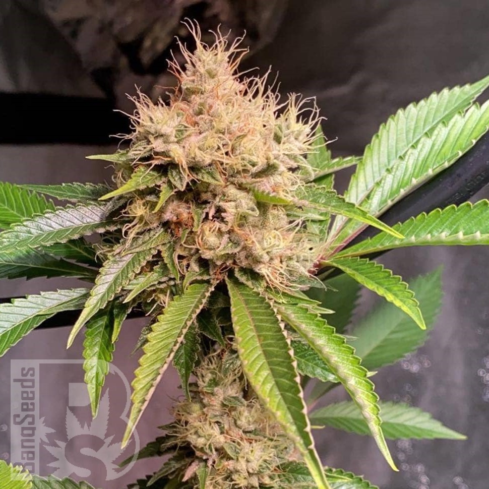 Семена Sour Diesel feminised Ganja Seeds Семена Sour Diesel feminised Ganja Seeds
