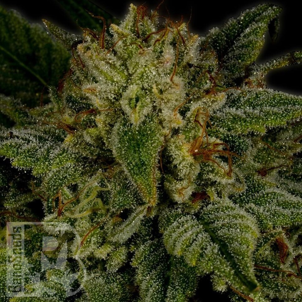 Семена Sour Diesel feminised Ganja Seeds Семена Sour Diesel feminised Ganja Seeds