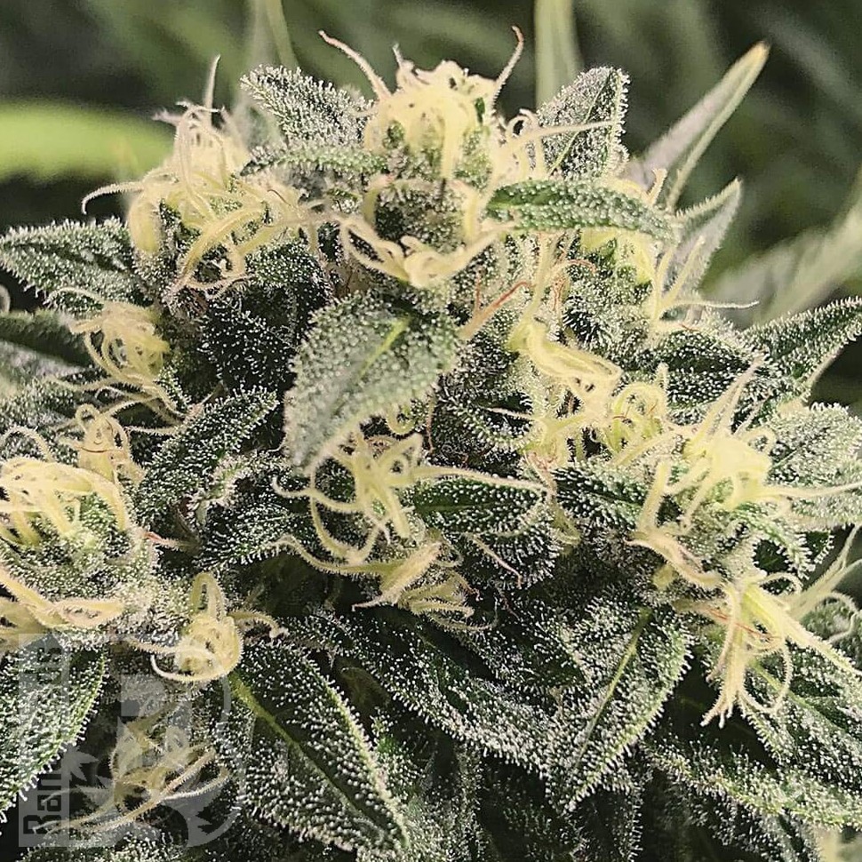 Семена Sour Diesel feminised Ganja Seeds Семена Sour Diesel feminised Ganja Seeds