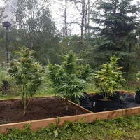 Original Afghani #1 regular Ganja Seeds