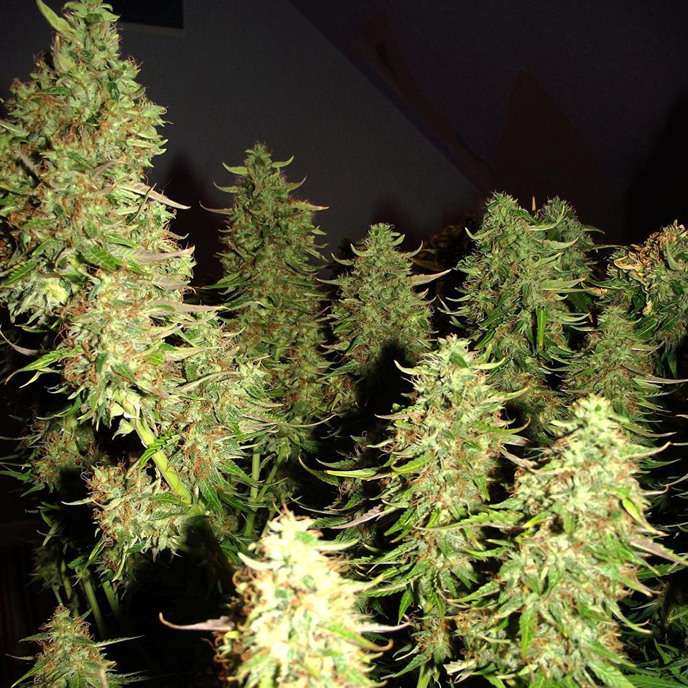 купить семена конопли марихуаны Auto Issyk feminised купить семена конопли марихуаны Auto Issyk feminised