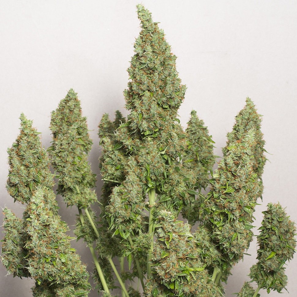 Семена Auto Issyk feminised Bang Seeds