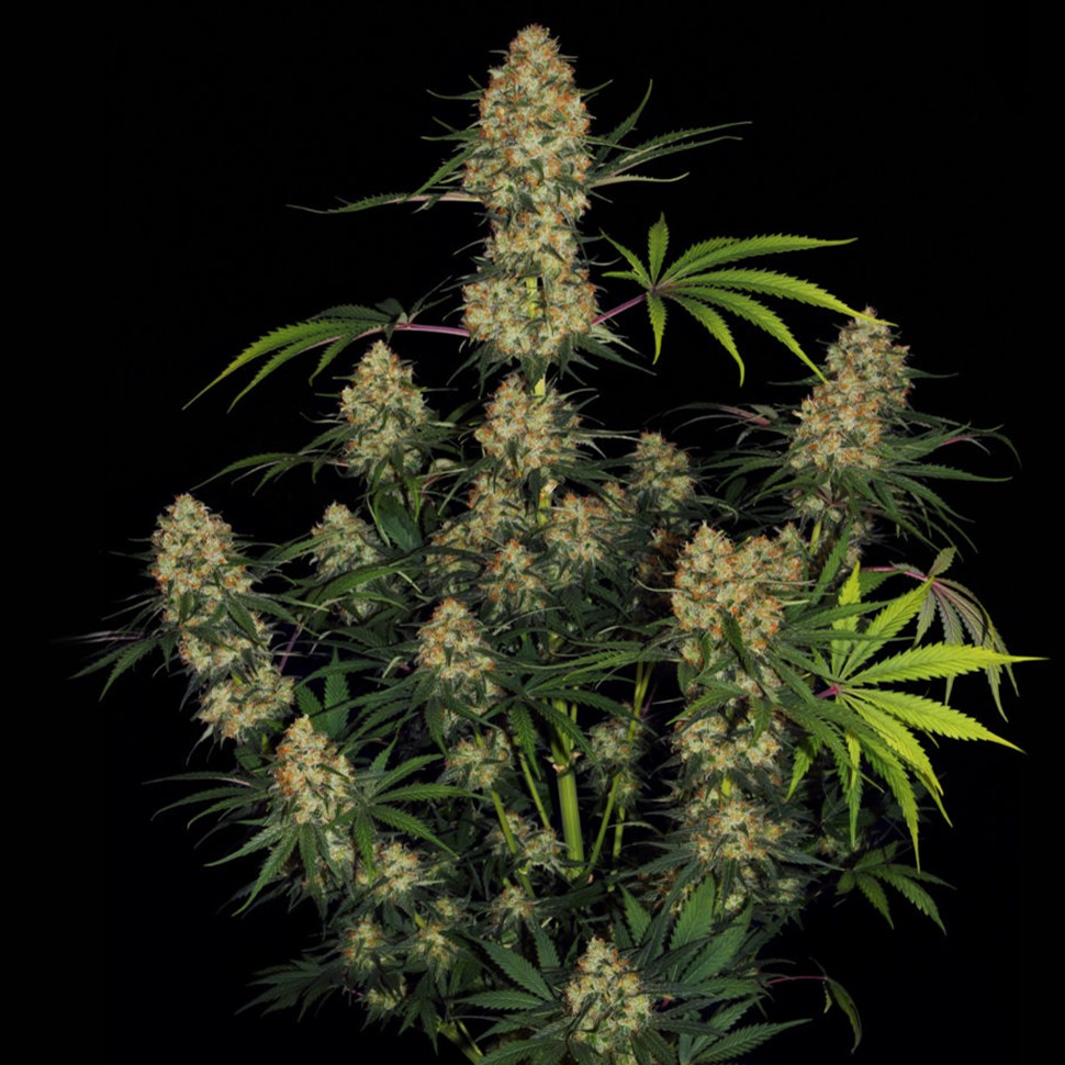 Семена конопли Ungurtas feminised Bang Seeds