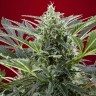 Семена марихуаны Cream 47 feminised Ganja Seeds Fast Version Семена марихуаны Cream 47 feminised Ganja Seeds Fast Version