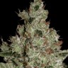Семена каннабиса Cream 47 feminised Fast Version Ganja Seeds Семена каннабиса Cream 47 feminised Fast Version Ganja Seeds